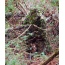 Titan Leafy Suit Mossy Oak - Obsession Nwtf L-xl Pants-top